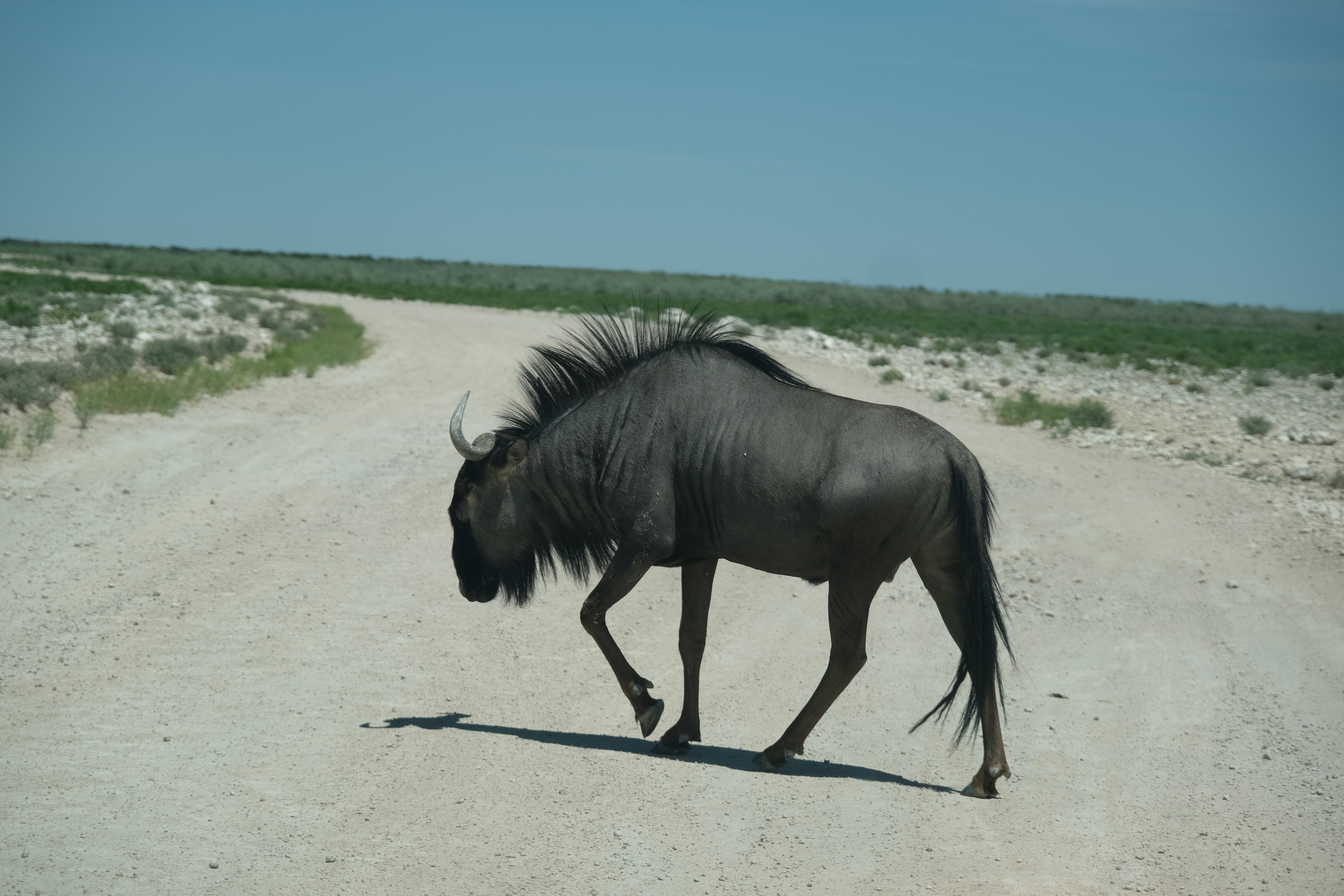 Safari Afrika | Xtreme Adventures