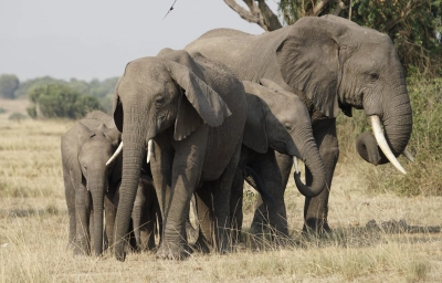 Safari Afrika | Xtreme Adventures