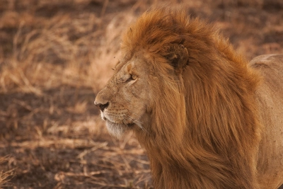 Safari Afrika | Xtreme Adventures